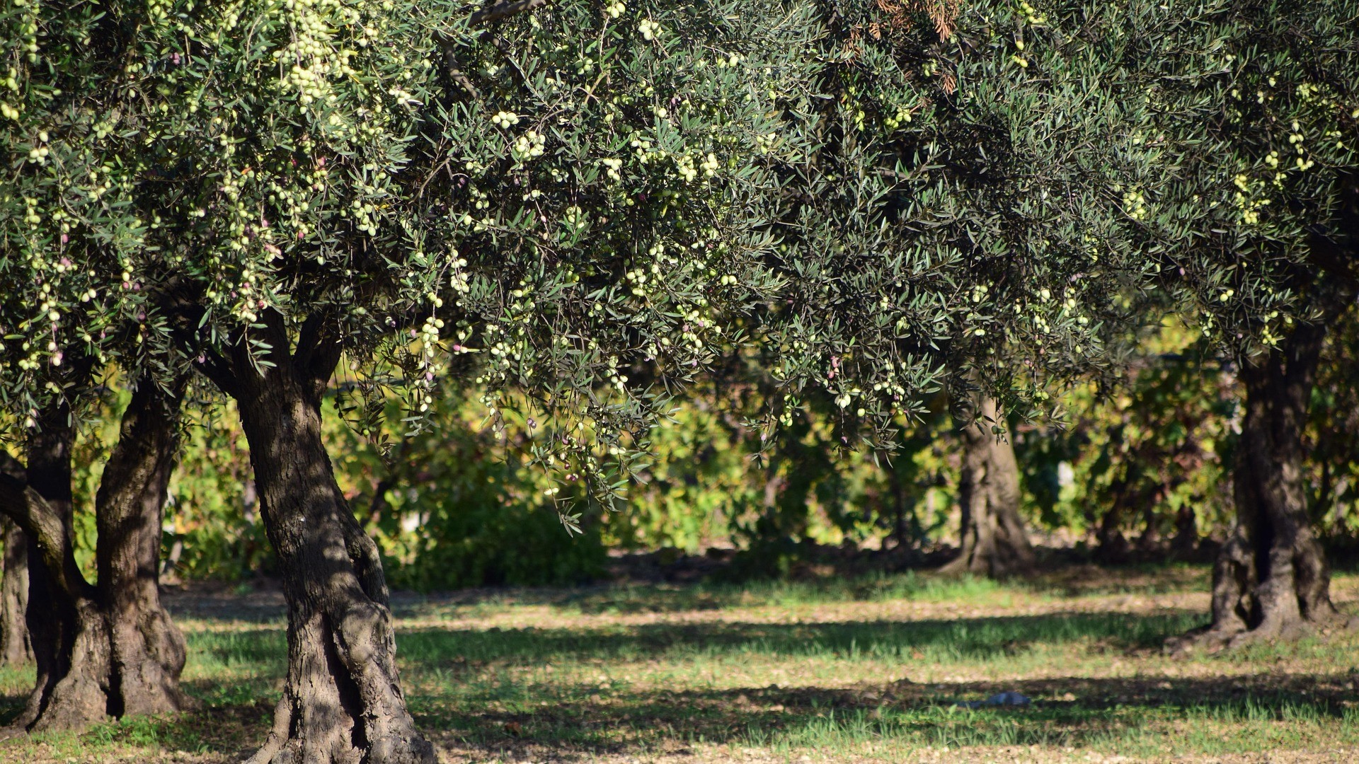 Κρητικό Ελαιόλαδο