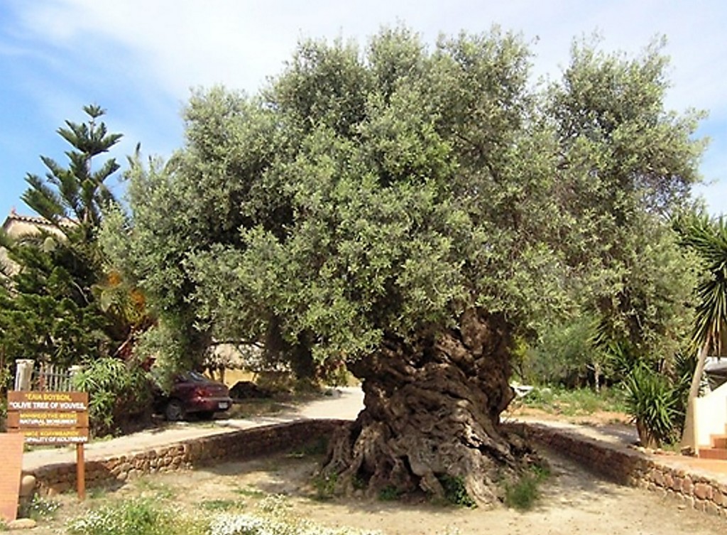 Η αρχαία ελιά των Βουβών (Ελιά Βουβών Κρήτης)