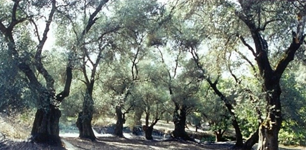Παραδοσιακός ελαιώνας
