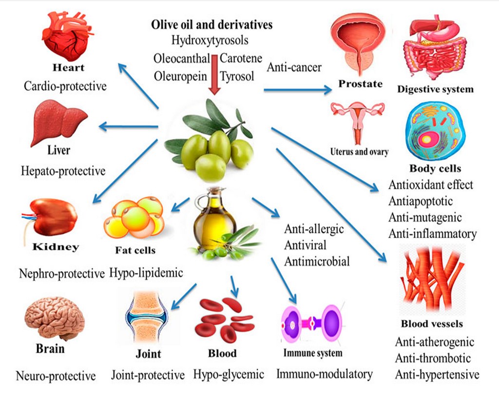 Οφέλη υγείας και διατροφικές επιδράσεις του ελαιόλαδου