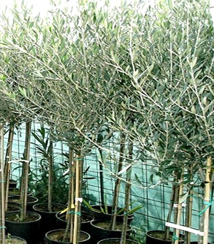 Φυτάρια ελιάς προς φύτευση