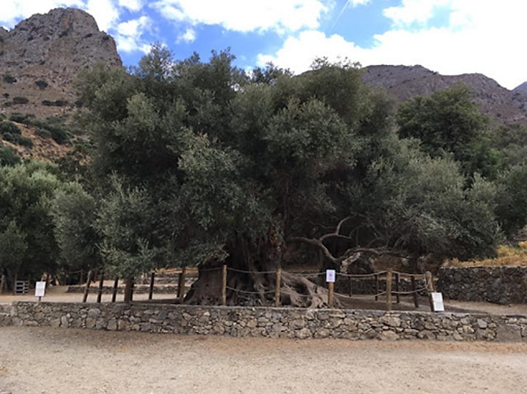 Μνημειακή ελιά του Καβουσίου