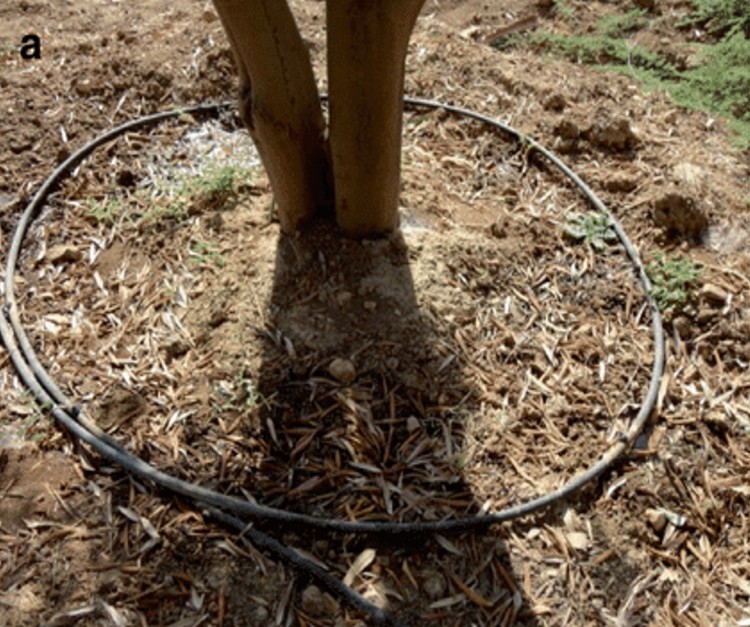 Η άρδευση της ελιάς με μετρητή όγκου νερού