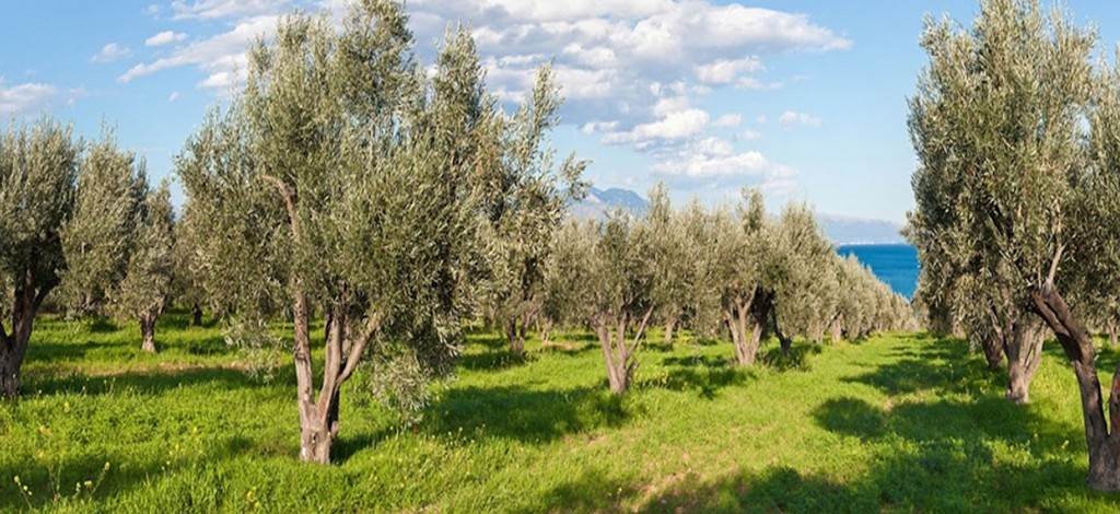 Μικρές ελιές με προοπτική στη θάλασσα