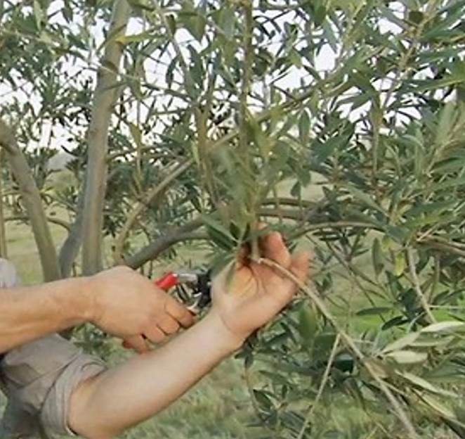 Κλαδεύοντας την ελιά