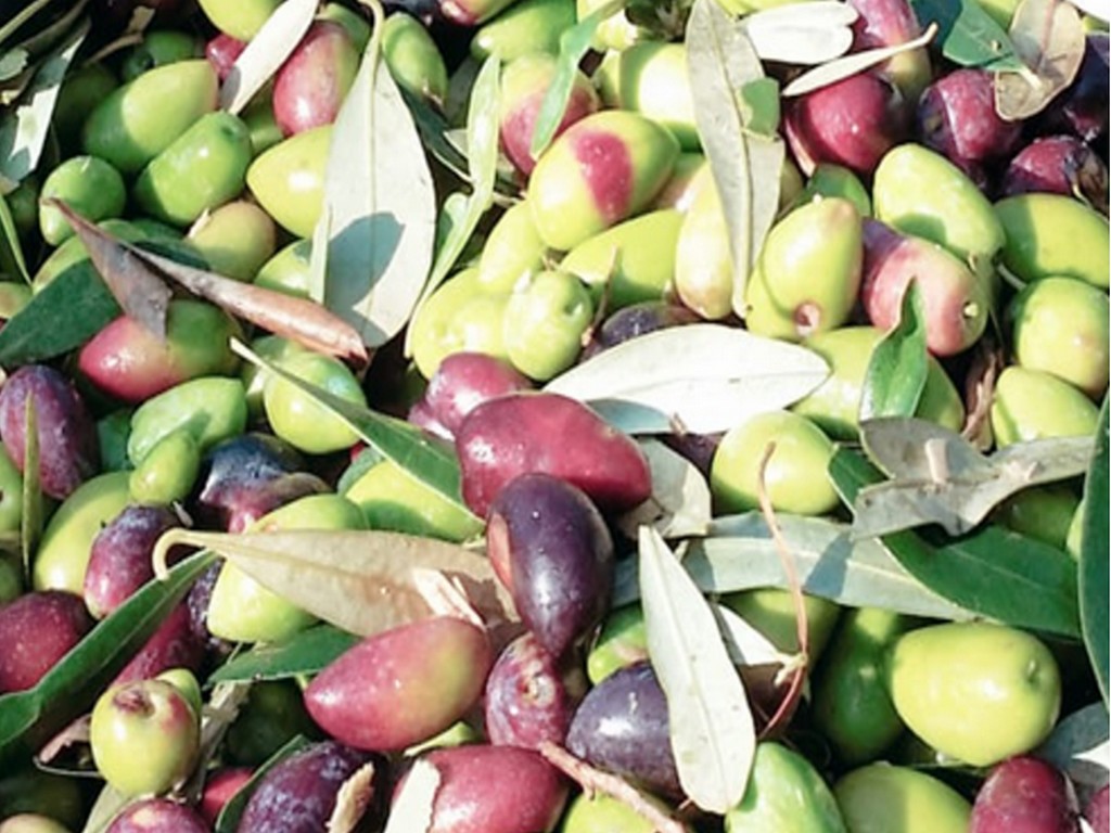 Παραγωγή του ελαιόλαδου