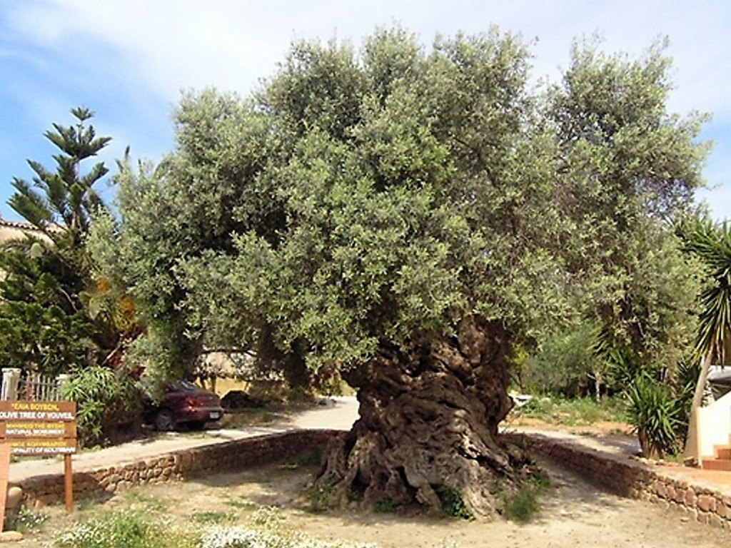 Καλλιεργητικές τεχνικές
